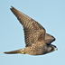 Juvenile "Pacific" Peregrine Falcon. Note: dark brown overall.