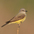Note: shorter bill, shorter tail and longer wings (compared to Tropical Kingbird)