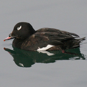 Bird of the week image